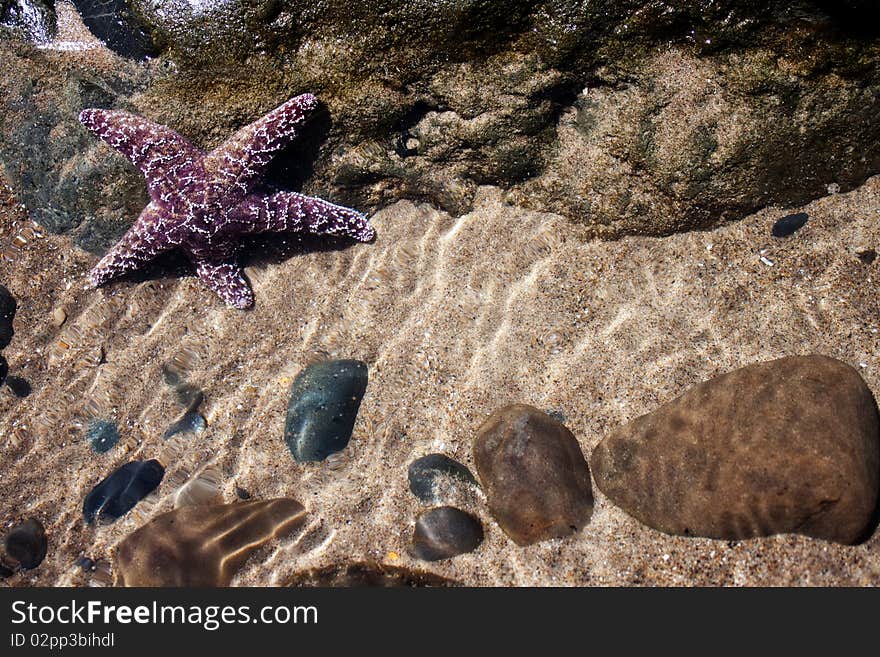 Purple Starfish, rocks and sand underwater, Oregon Coast