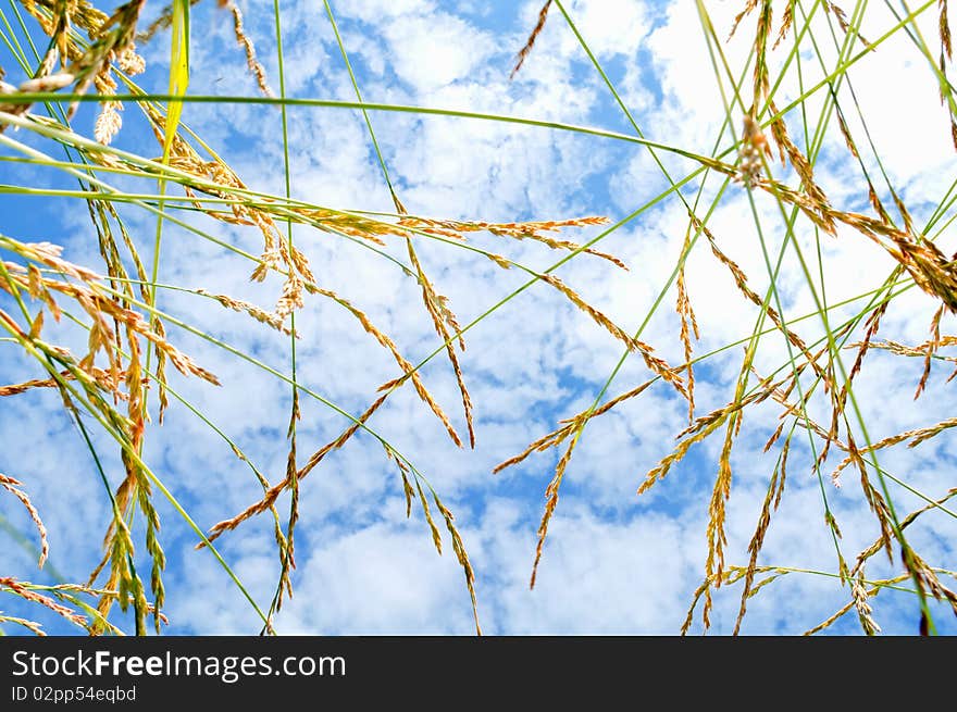 Sky and grass