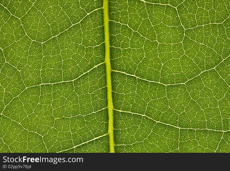 Close up on the texture of a leaf. Close up on the texture of a leaf.