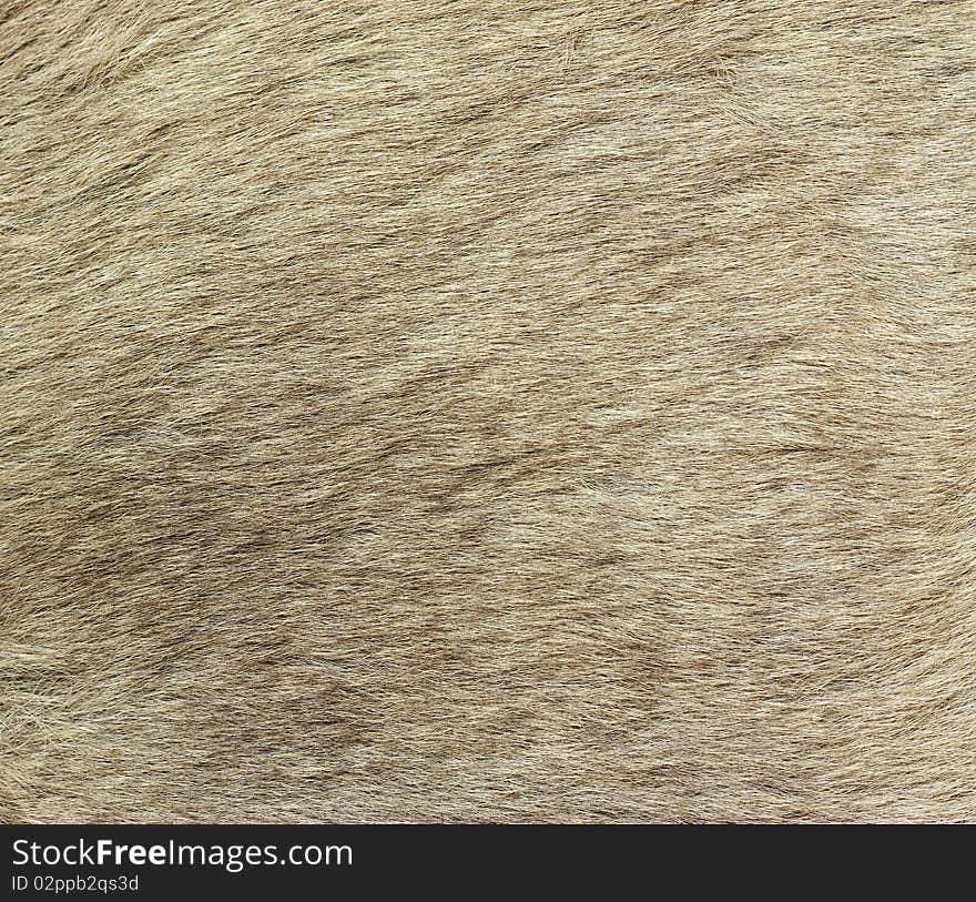 A closeup image of kangaroo fur. Great for texture, background or wallpaper. A closeup image of kangaroo fur. Great for texture, background or wallpaper.