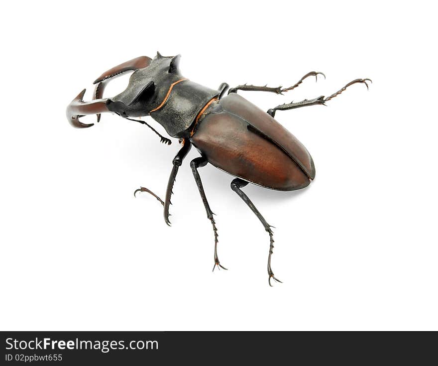 Stag beetle