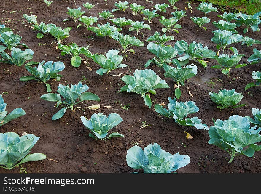 Cabbage growing in the garden. Cabbage growing in the garden