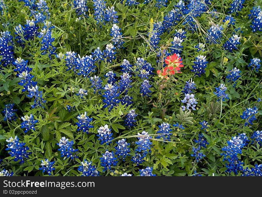 Texas Bluebonnets and Paint Brushes