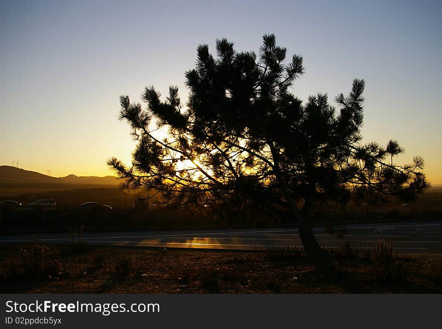 A sunset beyond a tree. A sunset beyond a tree.