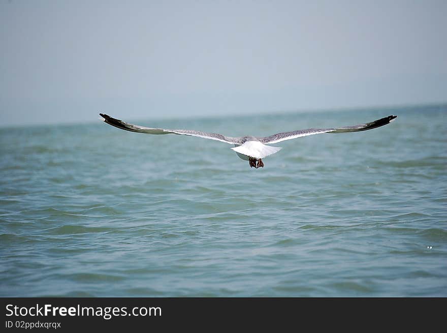 Seagull