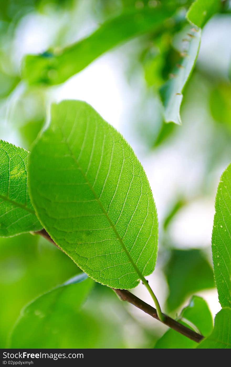 Green leaves in summer. Shallow DOF. Green leaves in summer. Shallow DOF.