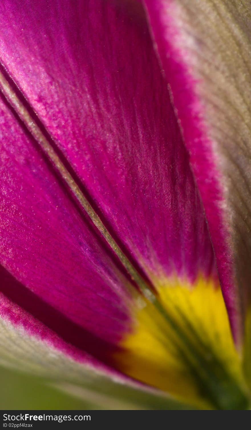 Purple bud background