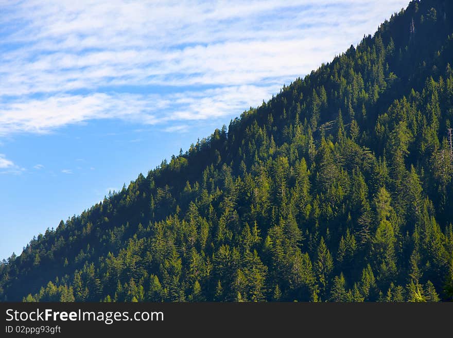 Mountain pine forest with blue sky and white clouds. Mountain pine forest with blue sky and white clouds