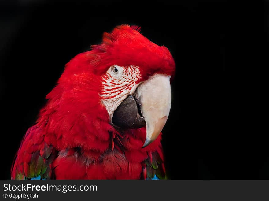 Portrait of red ara isolated on black background