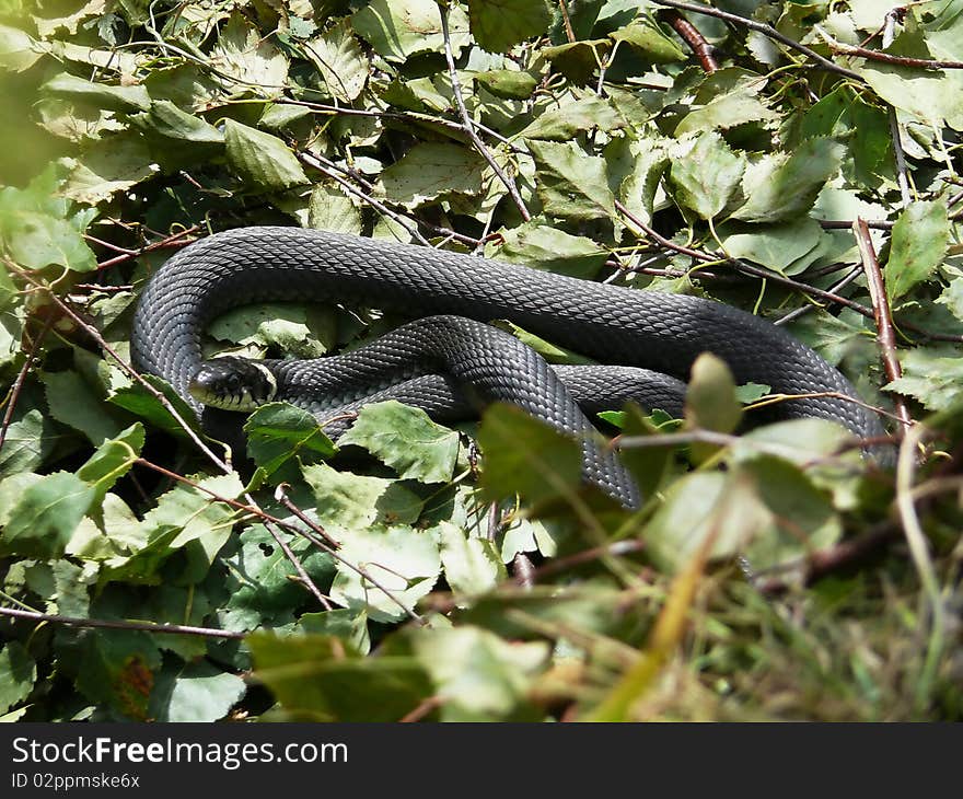 grass-snake