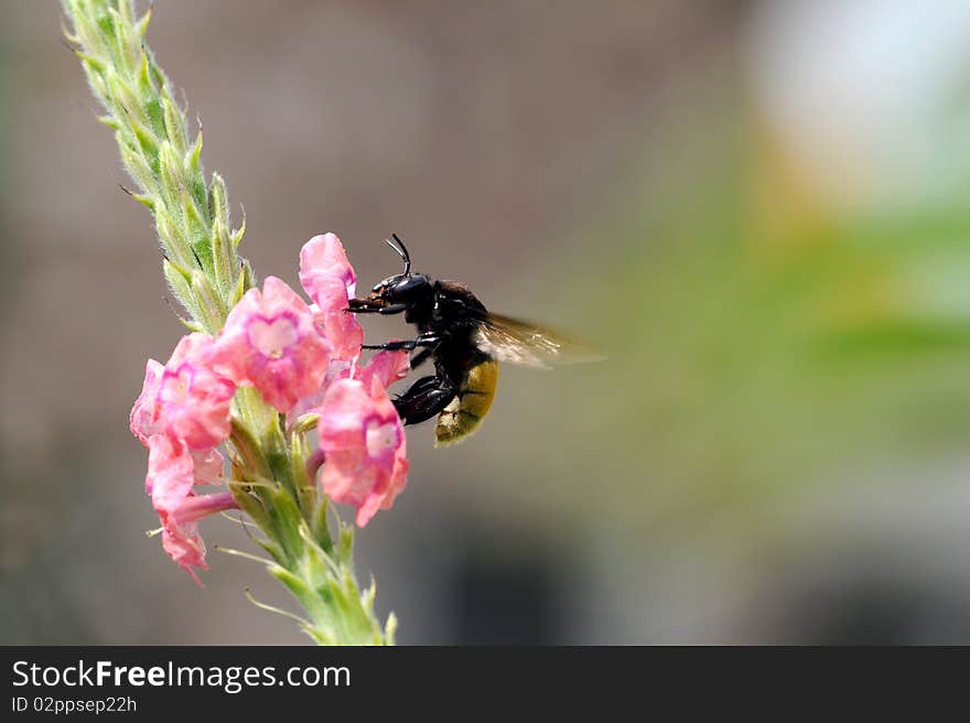 Bumble bee gathering nectar from a flower