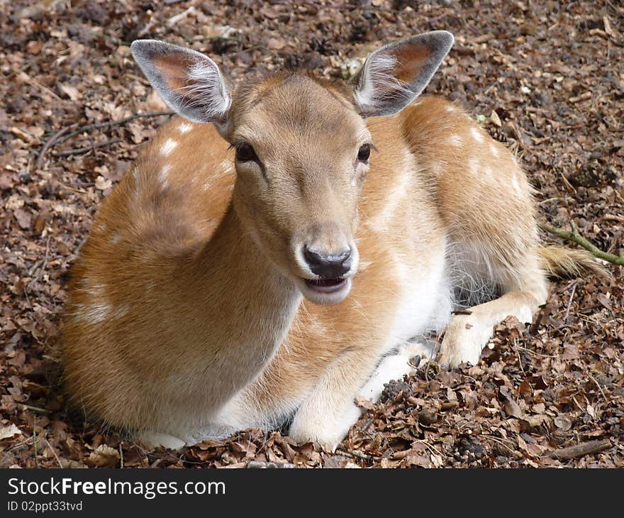 Fallow deer