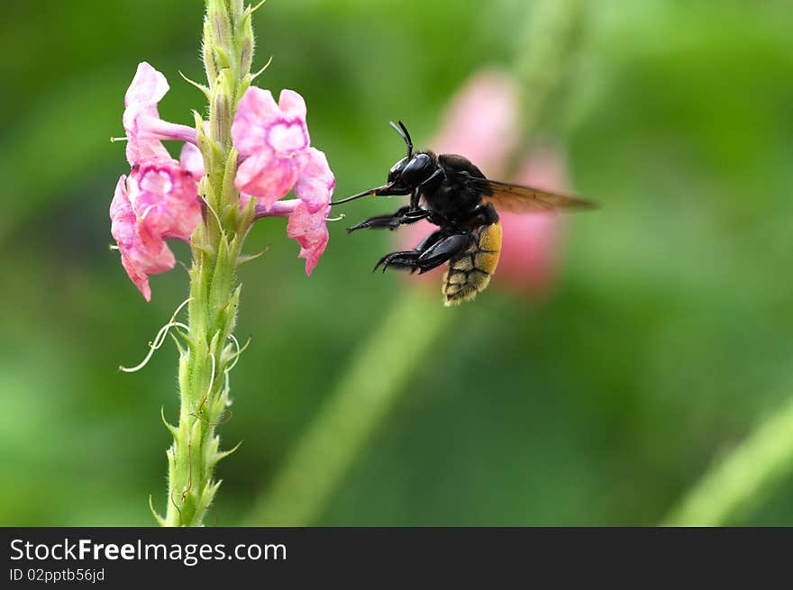 Bumble bee hovering close to a flower