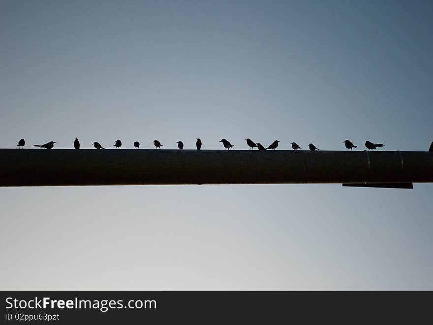 Birds Silhouette