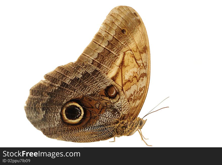 Boomerang Owl Butterfly