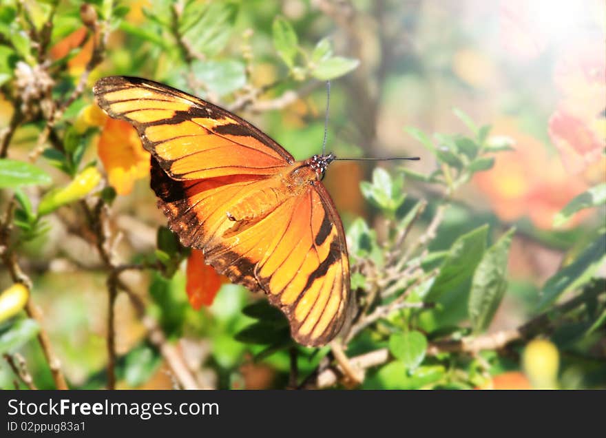 Beautiful Juno (Dione juno) butterfly posed on a flower feeding