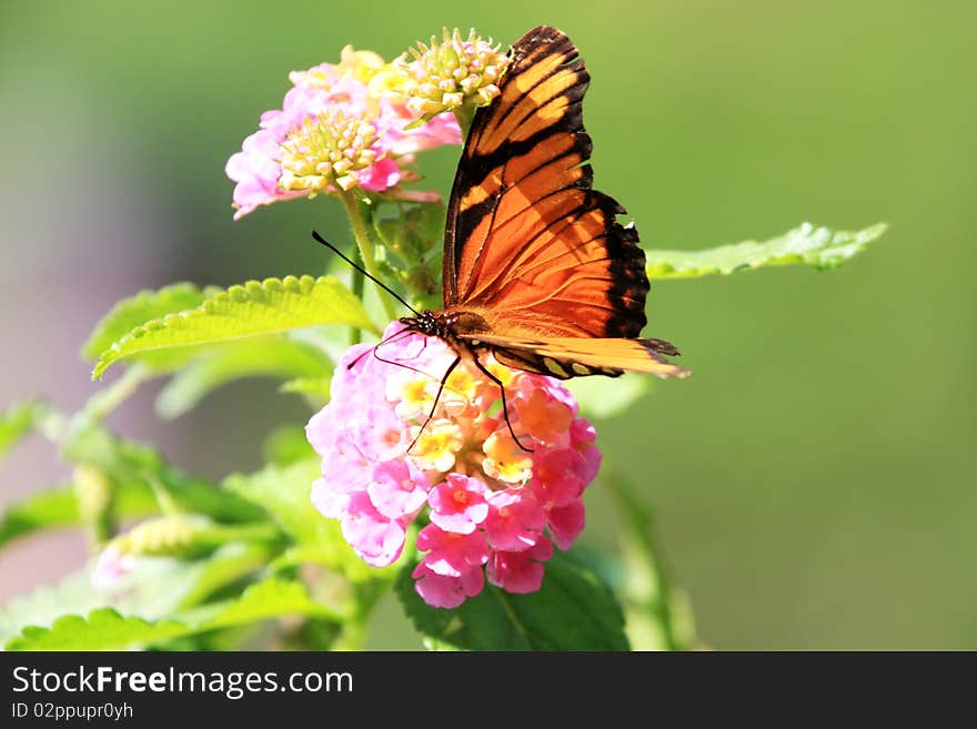 Beautiful Juno (Dione juno) butterfly posed on a flower feeding