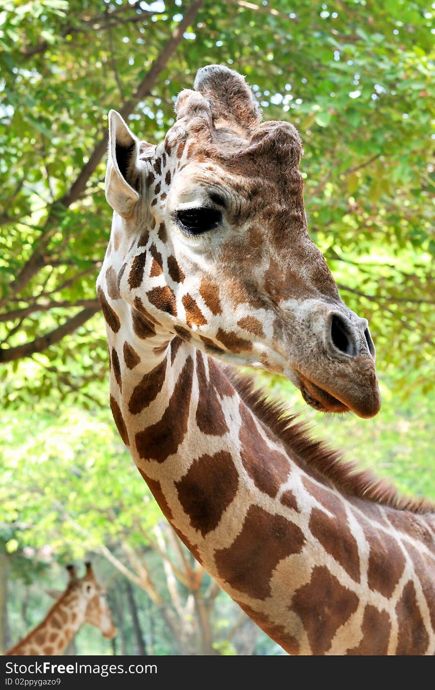 Portrait of a male giraffe with short and strong buckhorn. Portrait of a male giraffe with short and strong buckhorn.