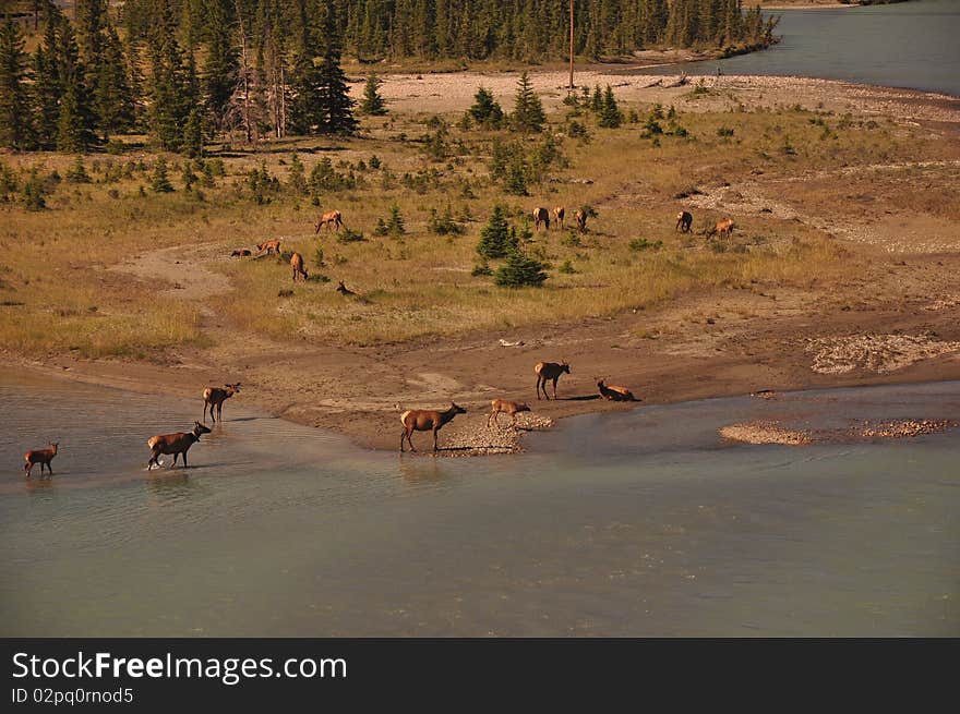 Elk in Jasper Alberta Canada