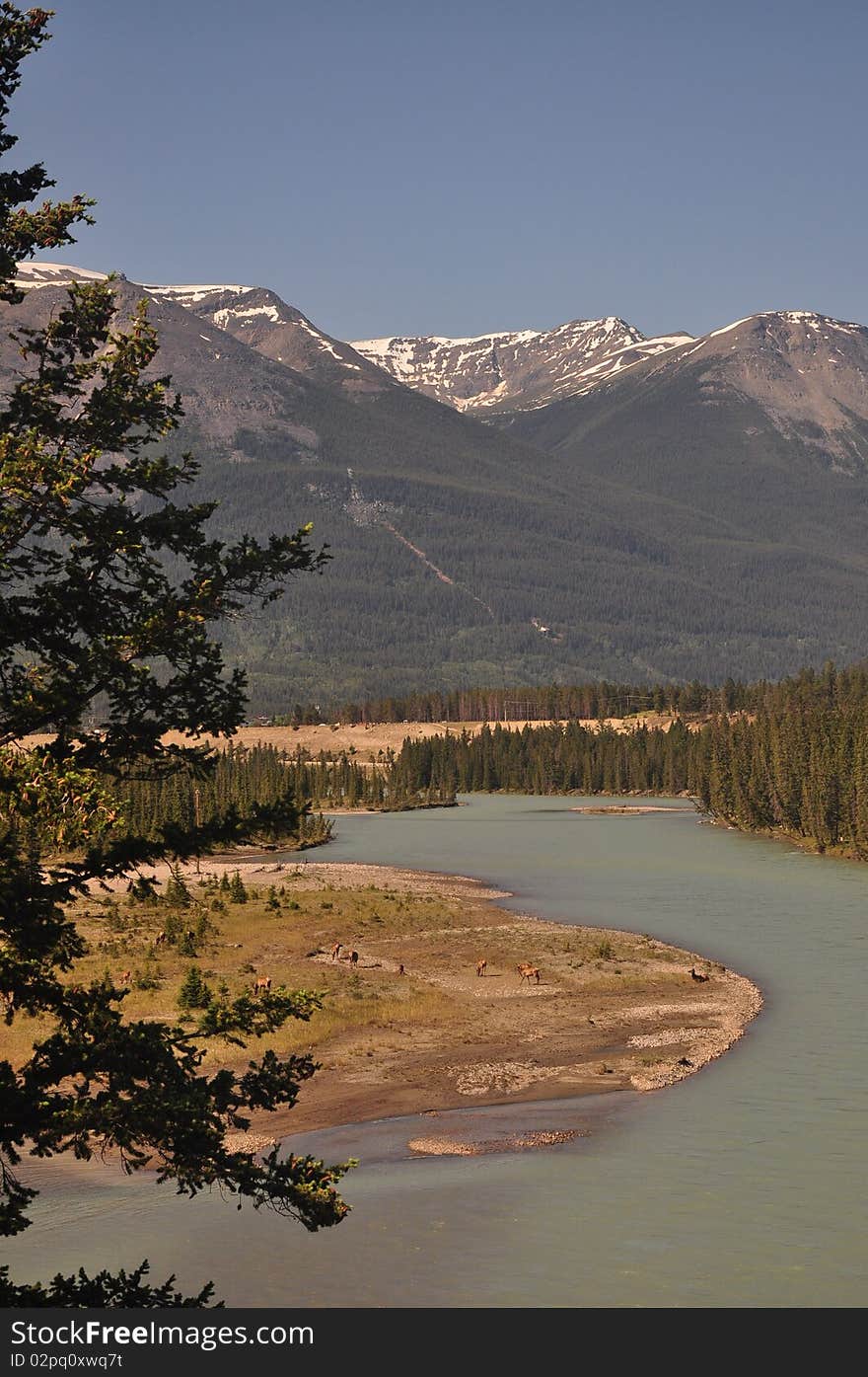 Landscape in Jasper Alberta Canada
Mountains, Elk Herd