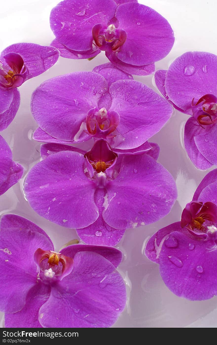 Orchid