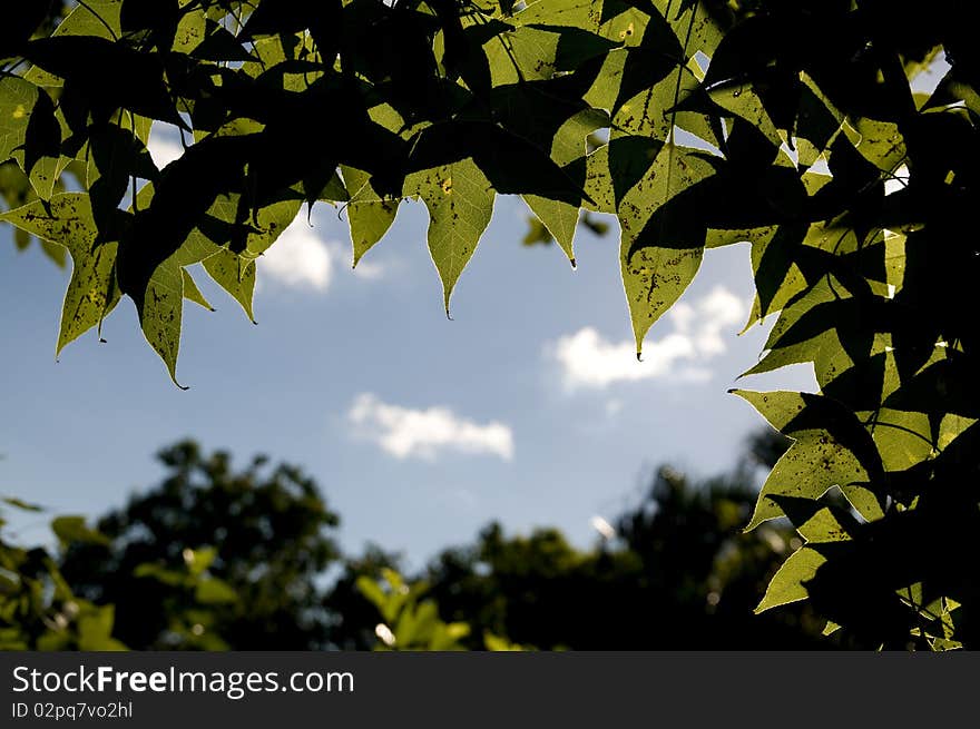 The green leaf under sunshine. The green leaf under sunshine