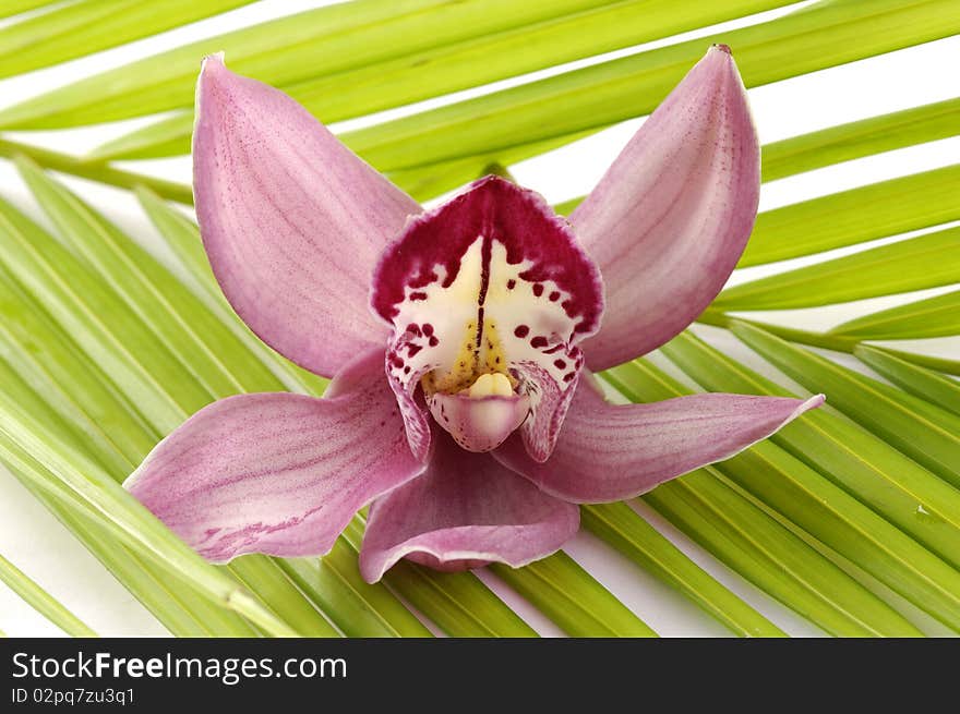 Purple orchid on plam background. Purple orchid on plam background