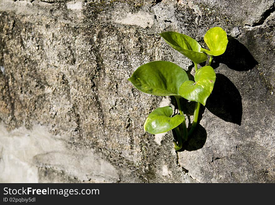 The green plant grow from crevice. The green plant grow from crevice