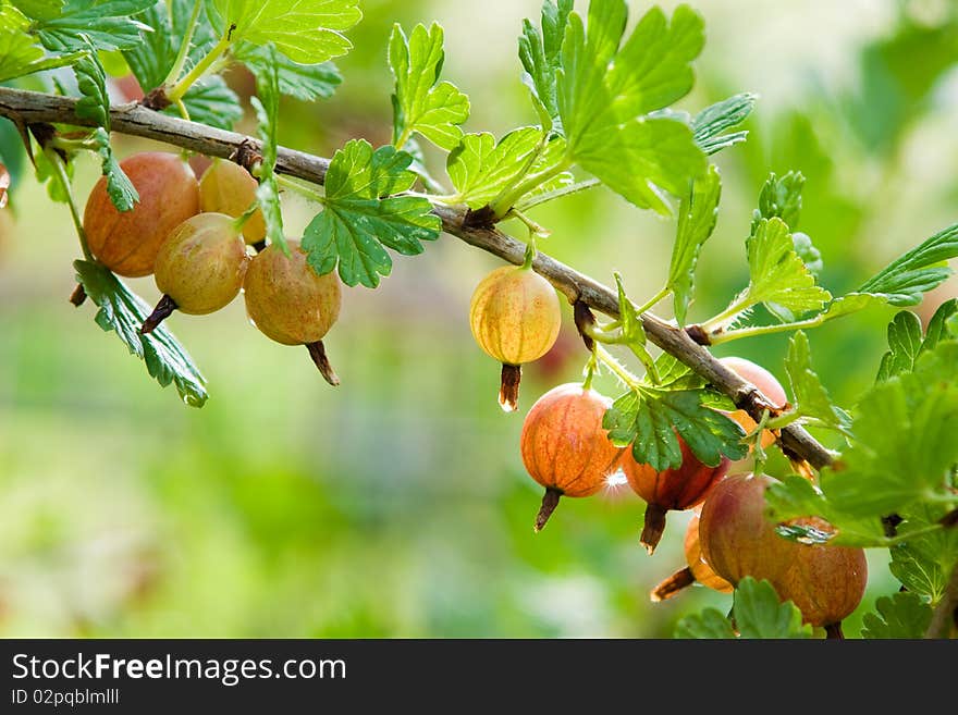 Gooseberry on a branch in a garden