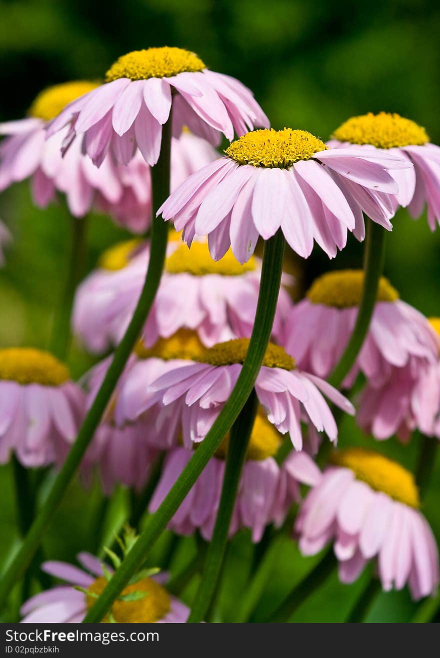 Pretty pink daisies in the garden on a beautiful summer day. Pretty pink daisies in the garden on a beautiful summer day