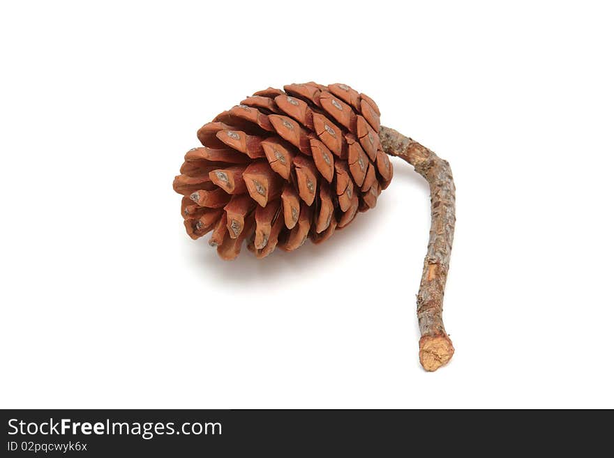 Mediterranean pine tree cone isolated on white background