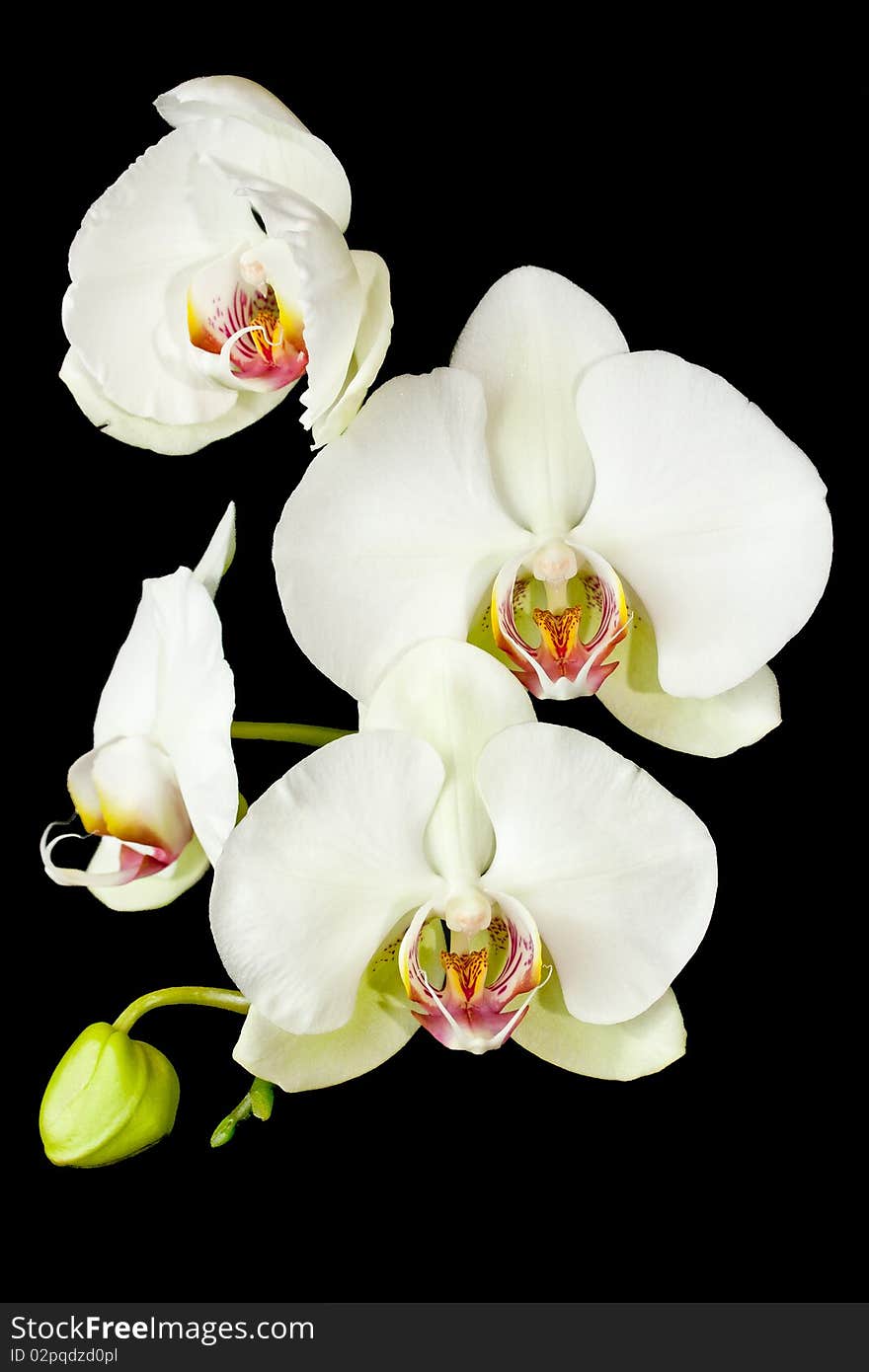 White orchid flower isolated on black background. White orchid flower isolated on black background