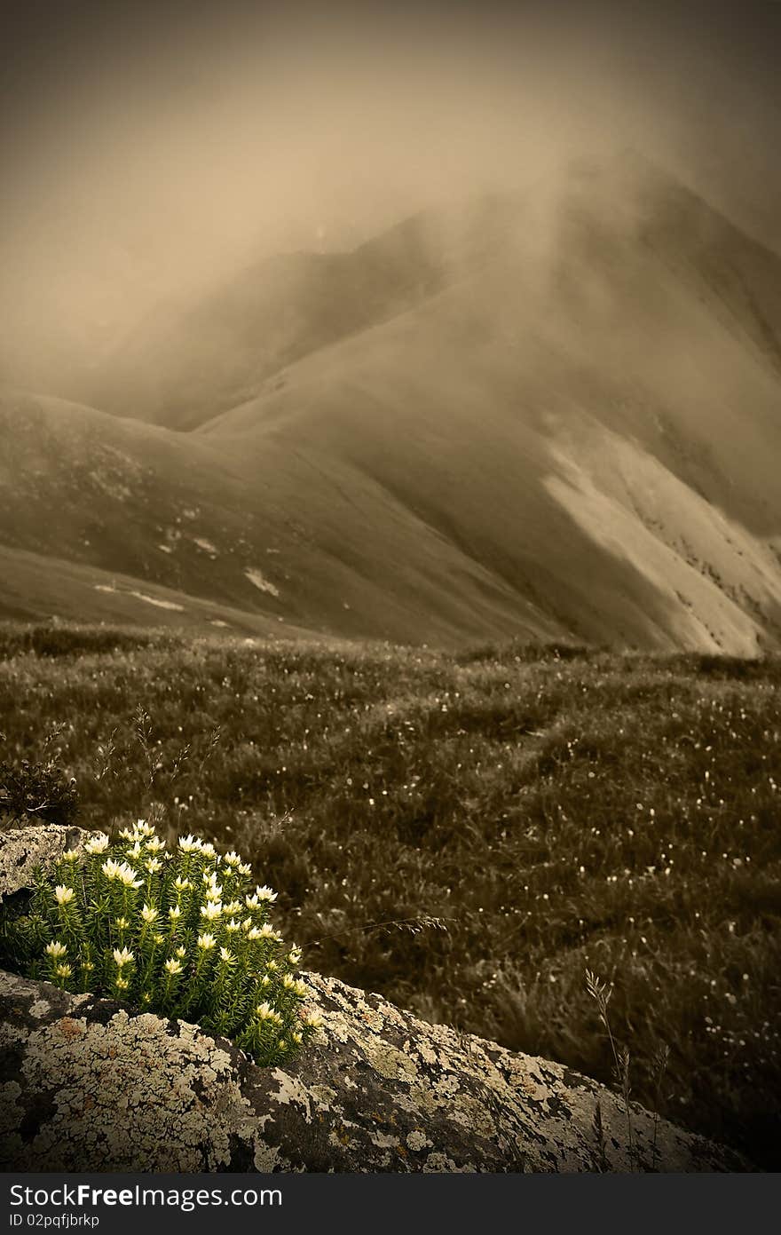 Mountains and flowers