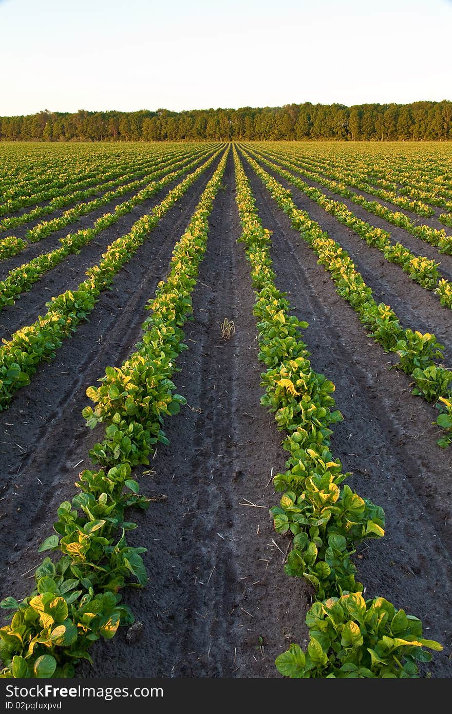 Countryside with potato field and trees