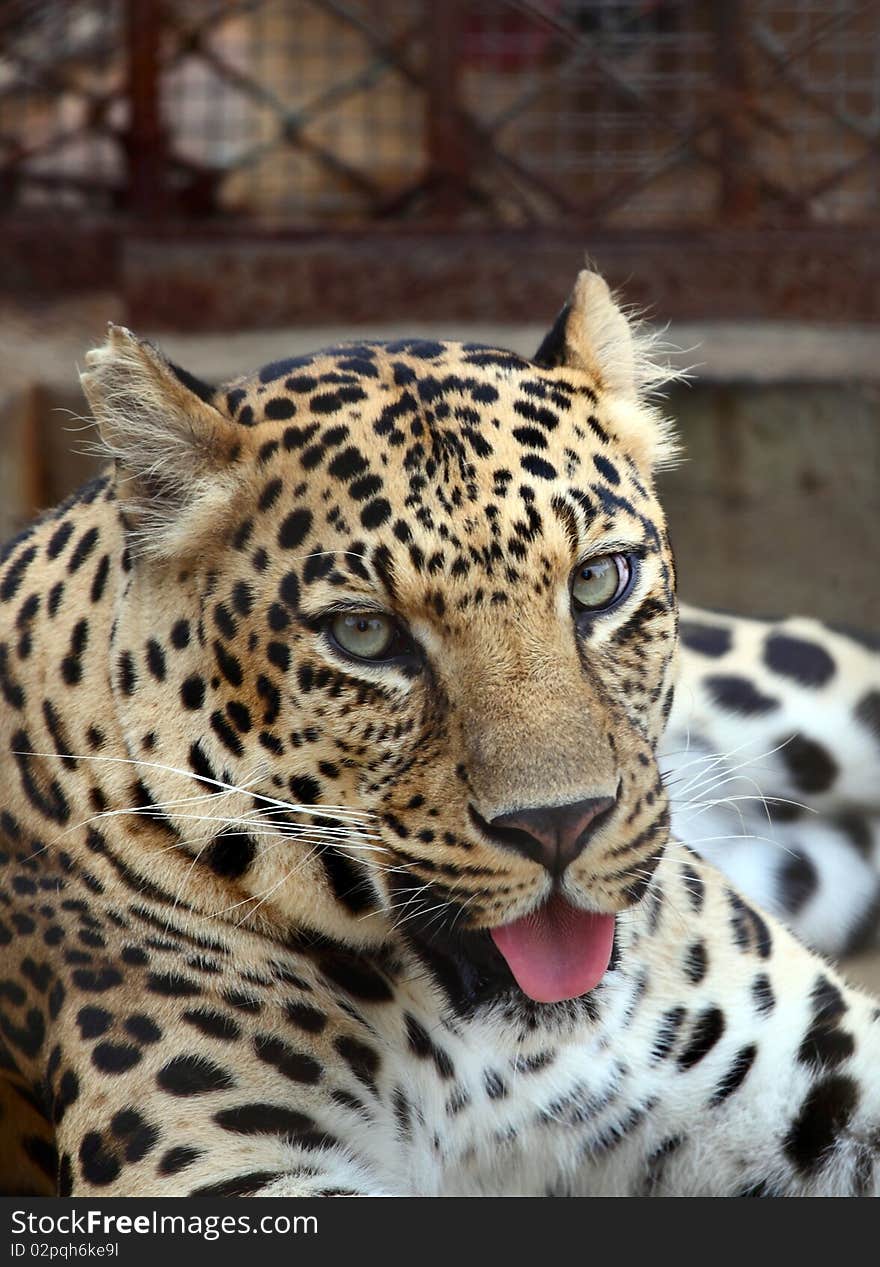 Close-up of face of ferocious leopards in a zoo. Close-up of face of ferocious leopards in a zoo.