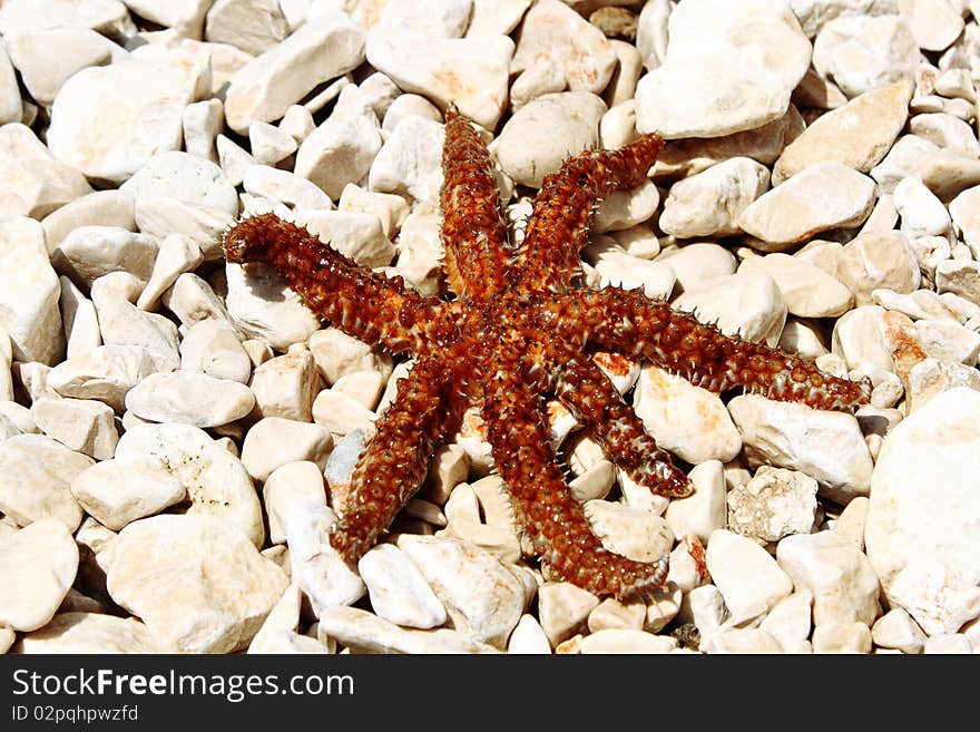 Brown sea star sitting on stoned beach