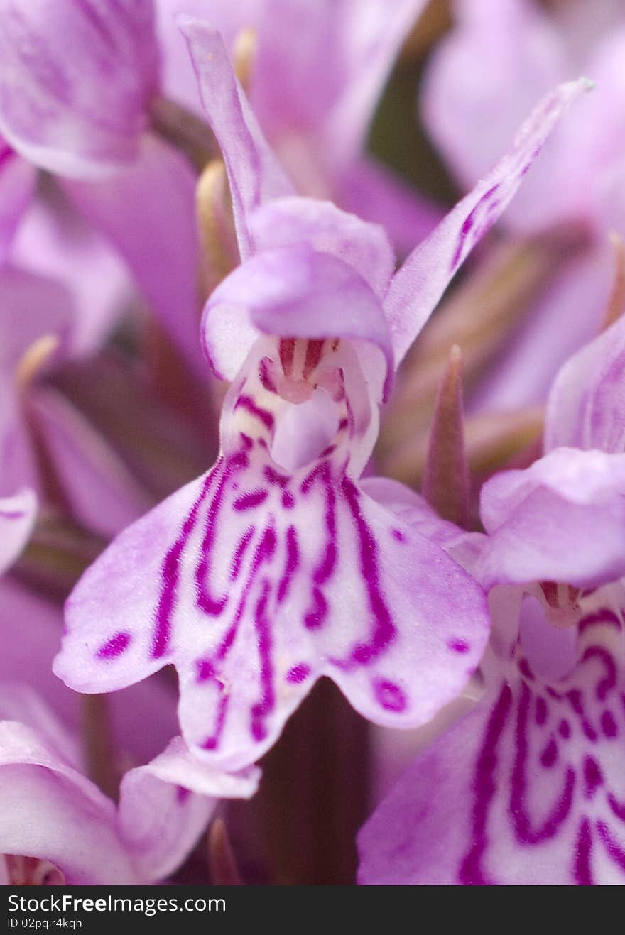 The flower of the Sothern Marsh Orchid (Dactylorhiza praetermissa)one of Britains rarest wildflowers. The flower of the Sothern Marsh Orchid (Dactylorhiza praetermissa)one of Britains rarest wildflowers.