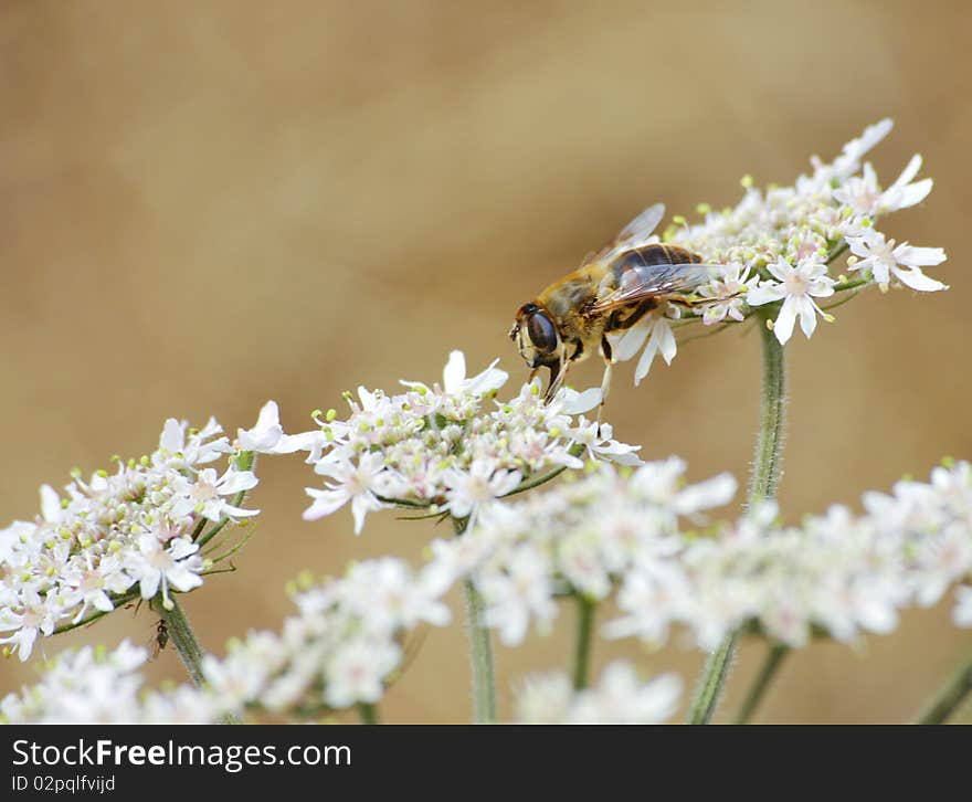 Bee Climbing Flowers