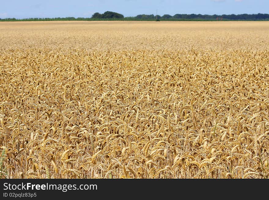 An enormous field of wheat fills the picture. An enormous field of wheat fills the picture