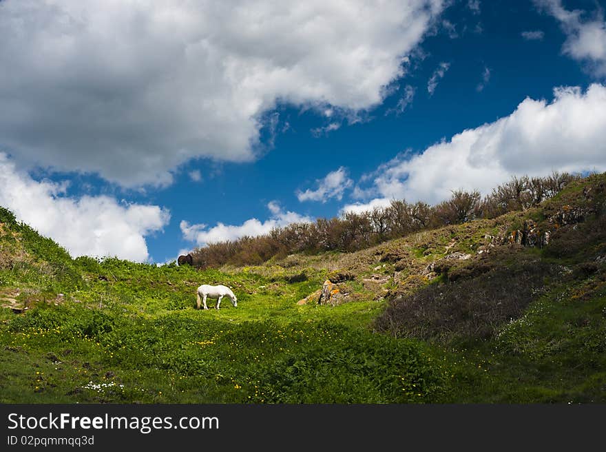 White horse on green meadow