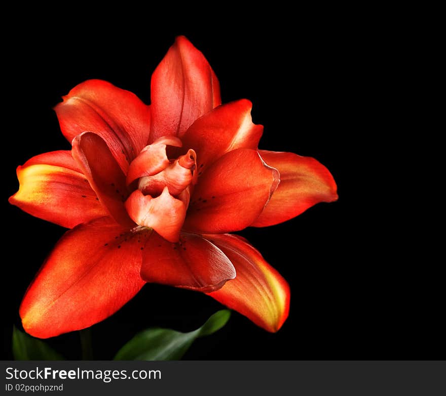 Red lily flower, Lilium