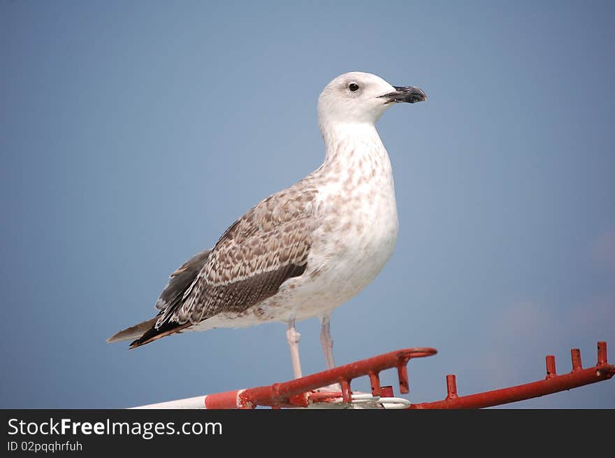 Seagull on the bathing platform