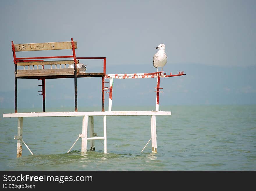 Seagull on to the bathing platform