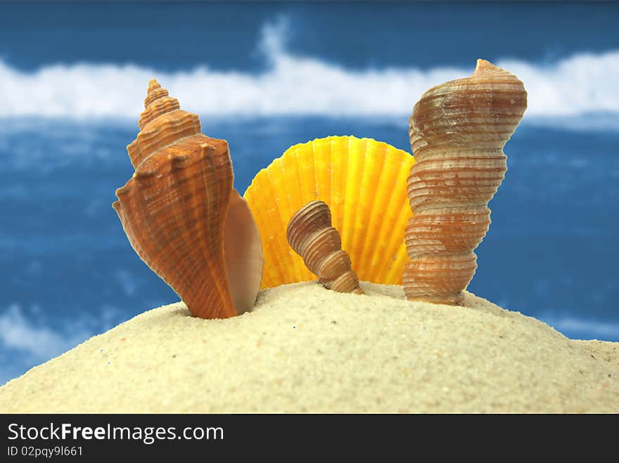 Beach concept with shells and blur ocean waves. Beach concept with shells and blur ocean waves