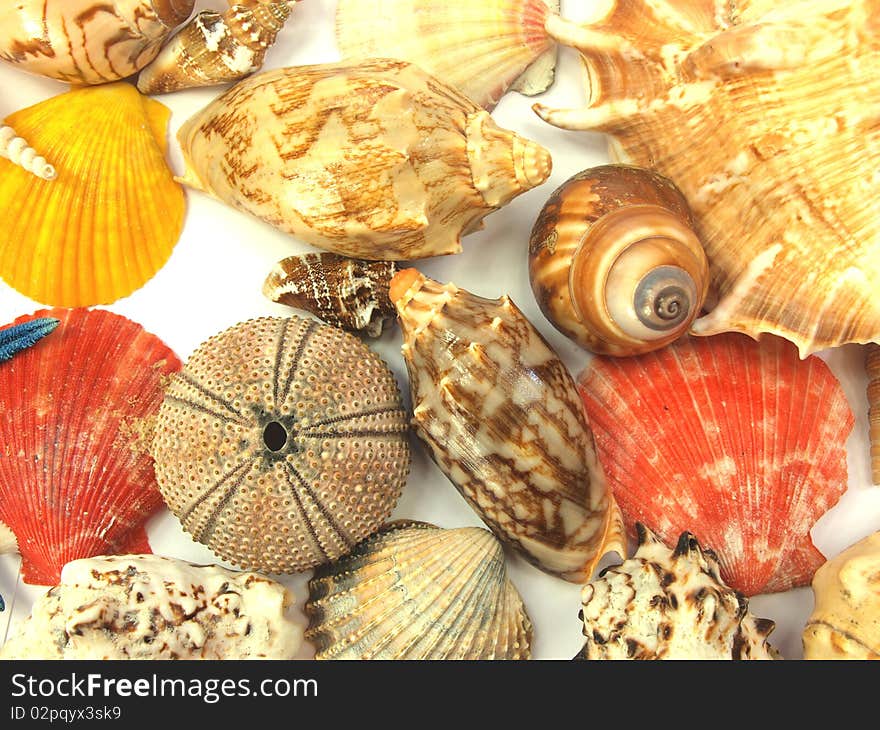 Beach concept with shells on white background. Beach concept with shells on white background