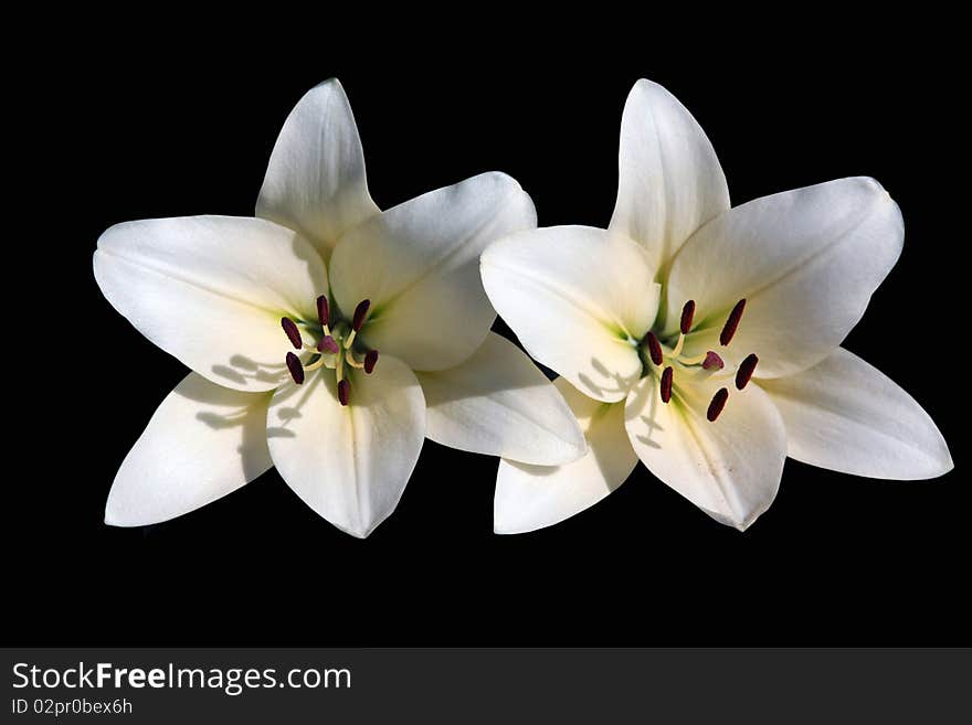 Two  White Lilies