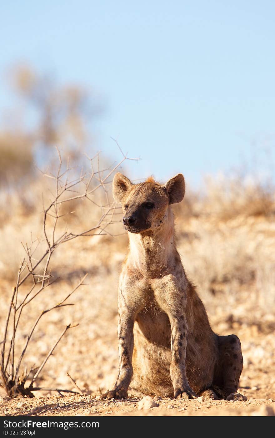 Spotted hyaena (Crocuta crocuta)