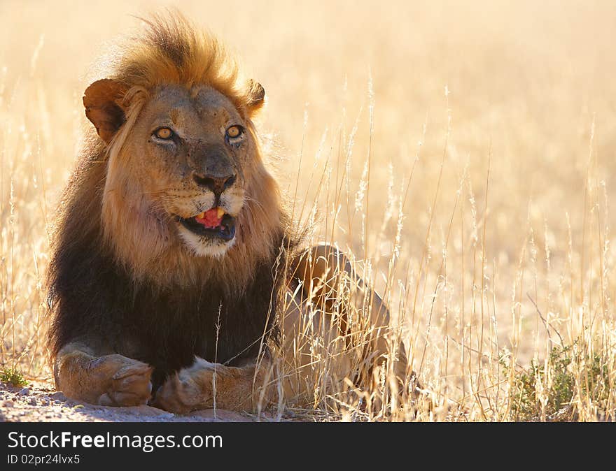 Lion (panthera leo) lying in savannah in South Africa. Lion (panthera leo) lying in savannah in South Africa