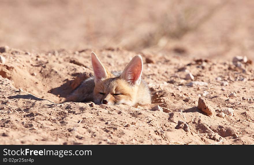 Black-backed baby Jackal (Canis mesomelas) sleeping in its hole in South Africa. Black-backed baby Jackal (Canis mesomelas) sleeping in its hole in South Africa