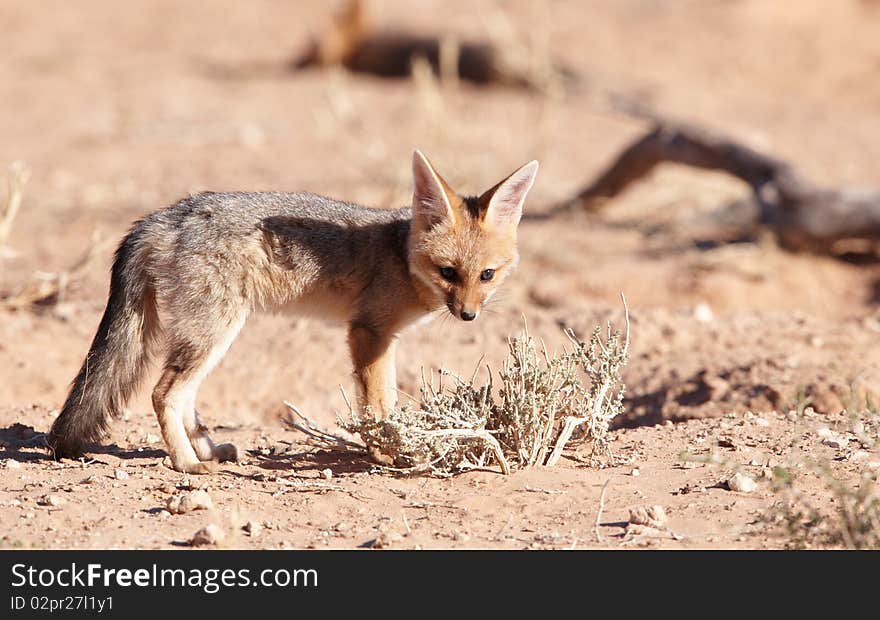 Alert Black-backed baby Jackal (Canis mesomelas) in South Africa. Alert Black-backed baby Jackal (Canis mesomelas) in South Africa